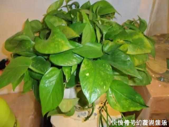 绿油油|想要绿萝不黄叶不烂根就得这样养,不仅不黄叶,还能常年绿油油