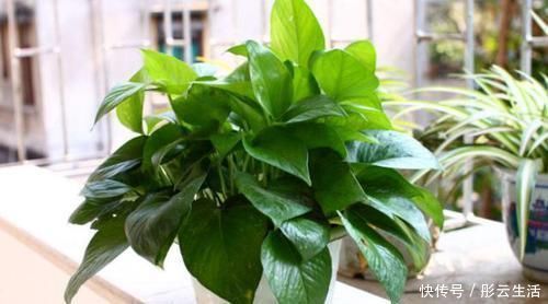 松土|养花浇水后,多注意此3点,轻松“躲避”积水烂根困扰