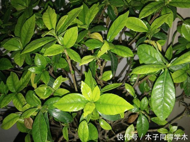 马上进入花期的花,10天一次肥,下个月就开花