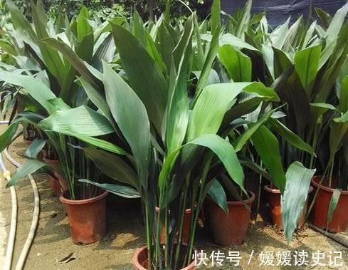 家里养3种耐阴花,皮实又好养,空气清新,更有观赏性