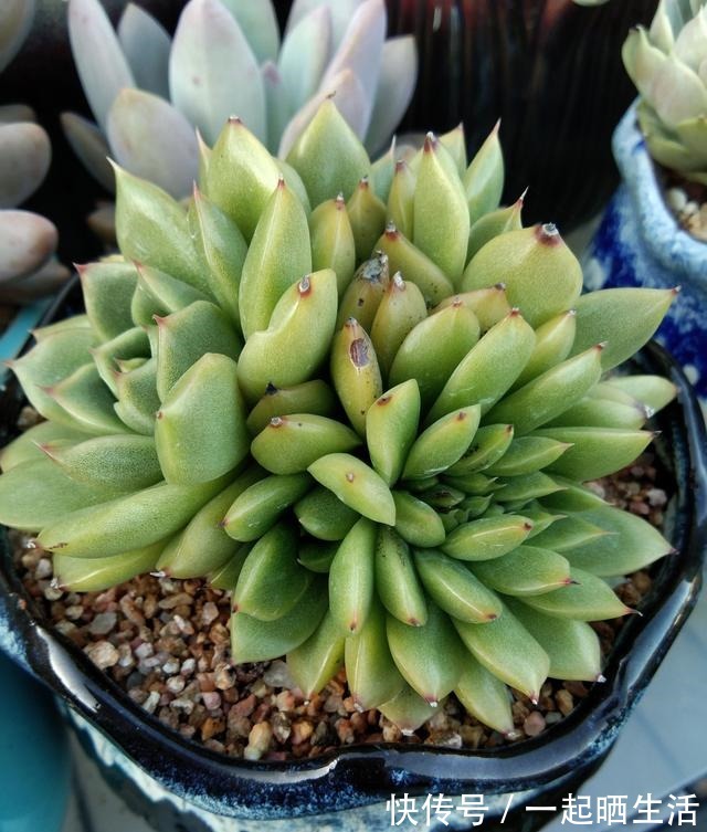 入秋后多肉如何变美，看看对比照来学习养护经验！