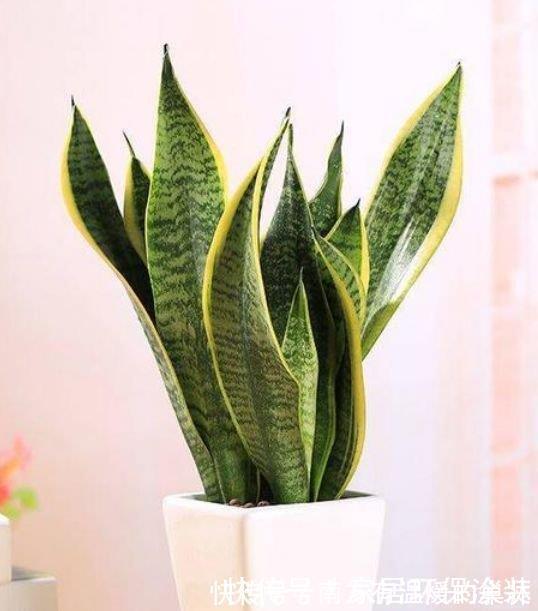 好兆头|家里养这几款植物,旺宅招财好兆头，红红火火旺事业，家中必备