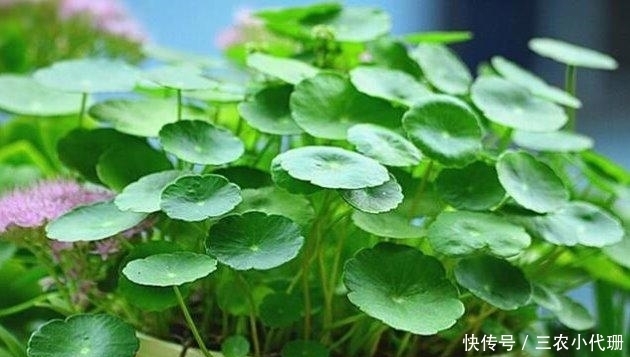 养殖|铜钱草秋天怎么养? 铜钱草秋季的养殖方法