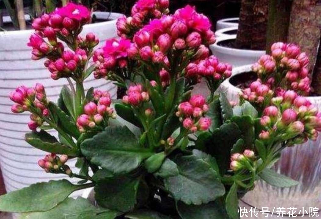 秋天|天气转凉,入手5种花,养一段时间就能长满花苞