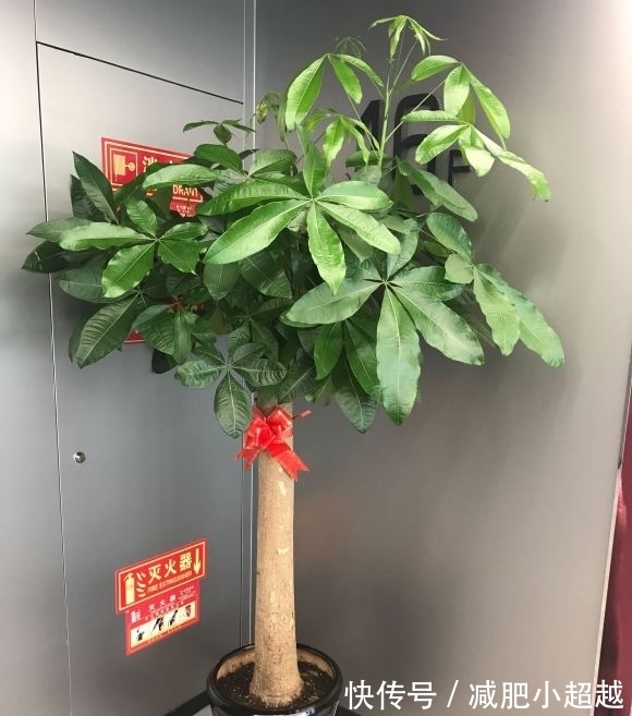 花友|寓意好的发财树,这么养护,叶片不发黄!