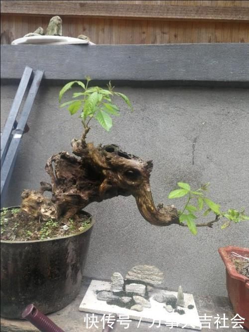 适应性|山上有什么植物适合用来做花卉盆景的吗？