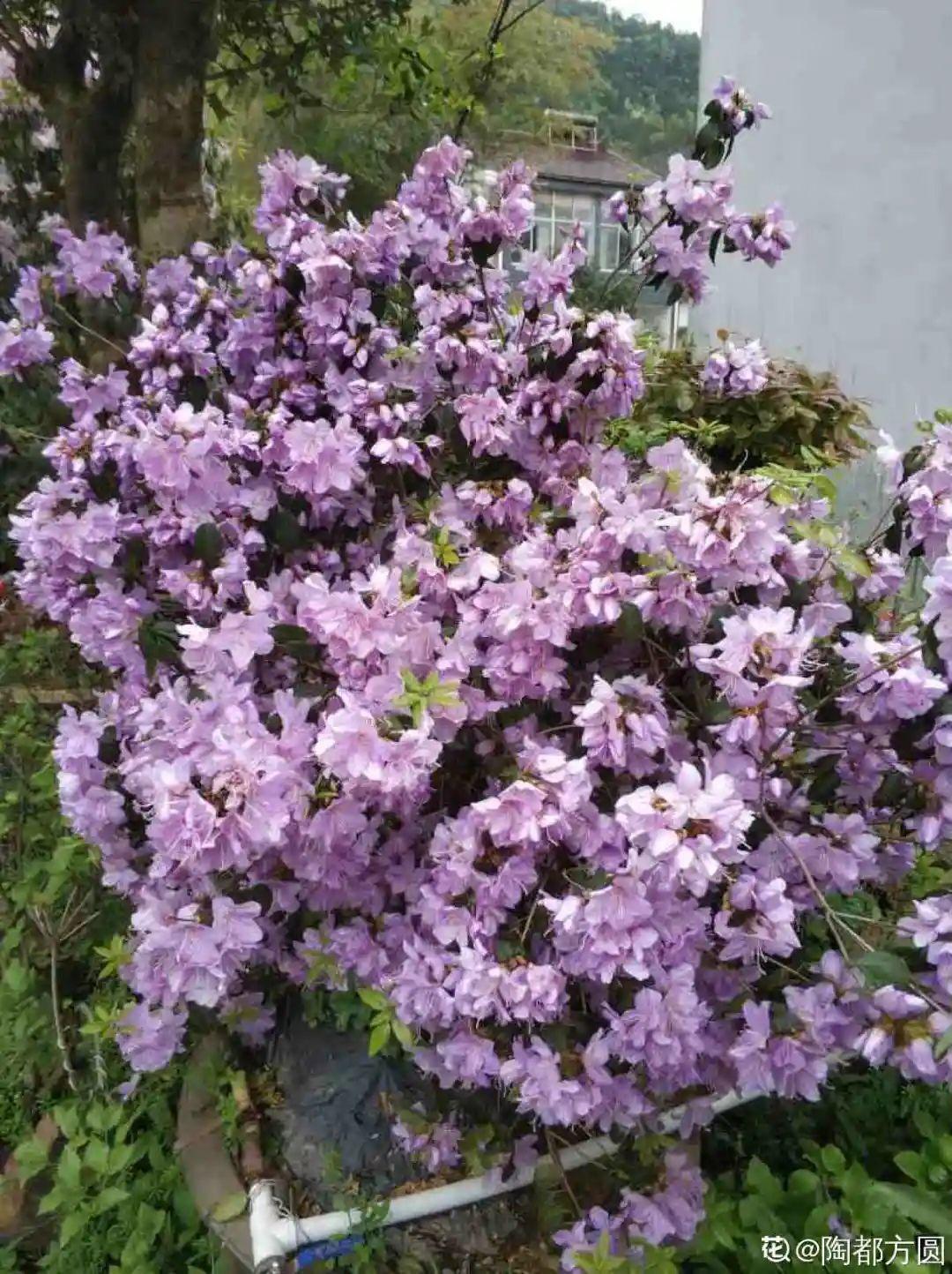 叶片|8种花夏天太容易死,现在赶紧扦插,死了也不心疼!