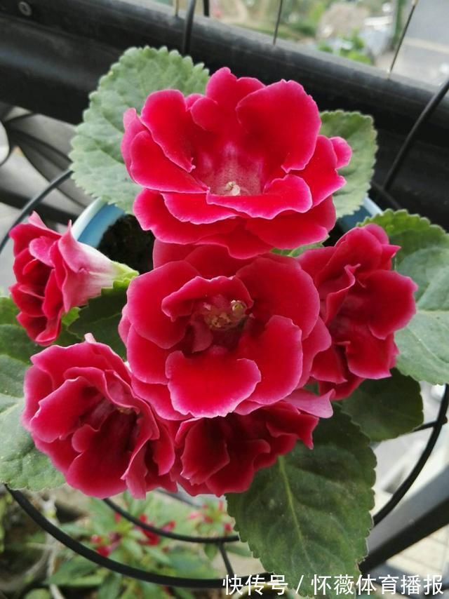 最美的球根花,有点散光就开花,花开如牡丹,全年能开花比绿萝强