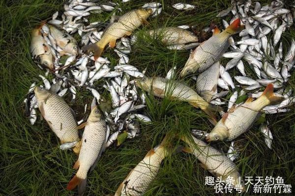 水位|夏季雨后涨水,在这些位置下竿,保证连竿上鱼,狂拉到手酸