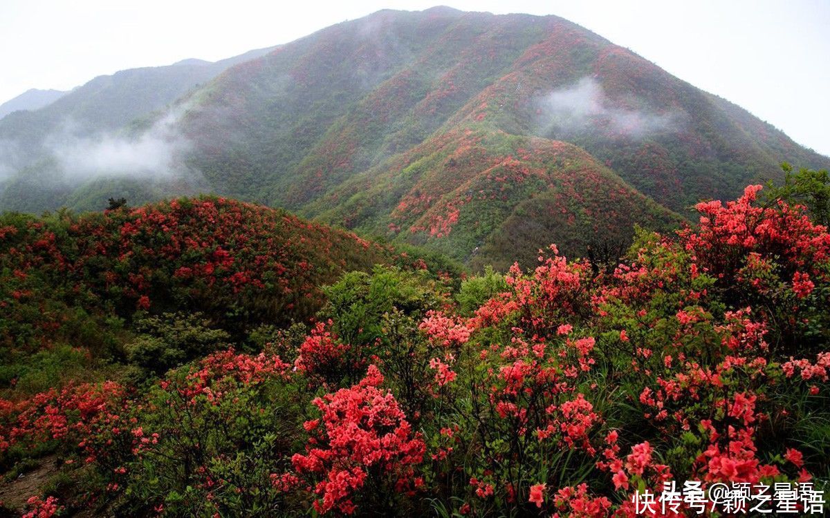 浙江杜鹃花胜地，三山连片绵延十里，开发景区好赚钱