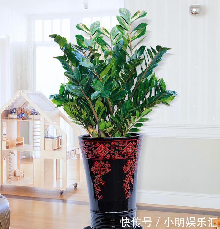 5种“金字花”,富贵招财有“好兆头”,当成年宵花,吉利又旺家