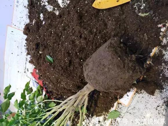 盆土板结抠不动,3种“松土剂”倒进去,松软如“发糕”!