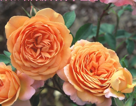 喜欢在家中养护很好，就养3种花卉，花色艳丽，漂亮妩媚，美丽