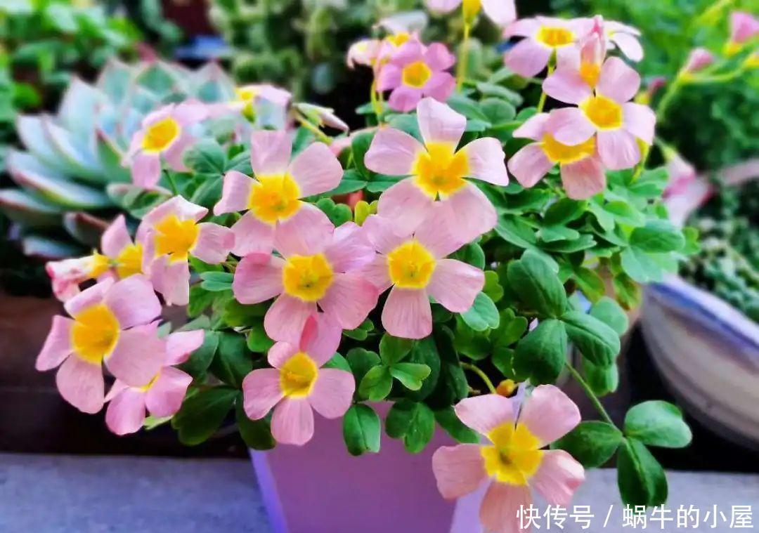 种花|7种花慎养,天一热就死,白花钱买罪受