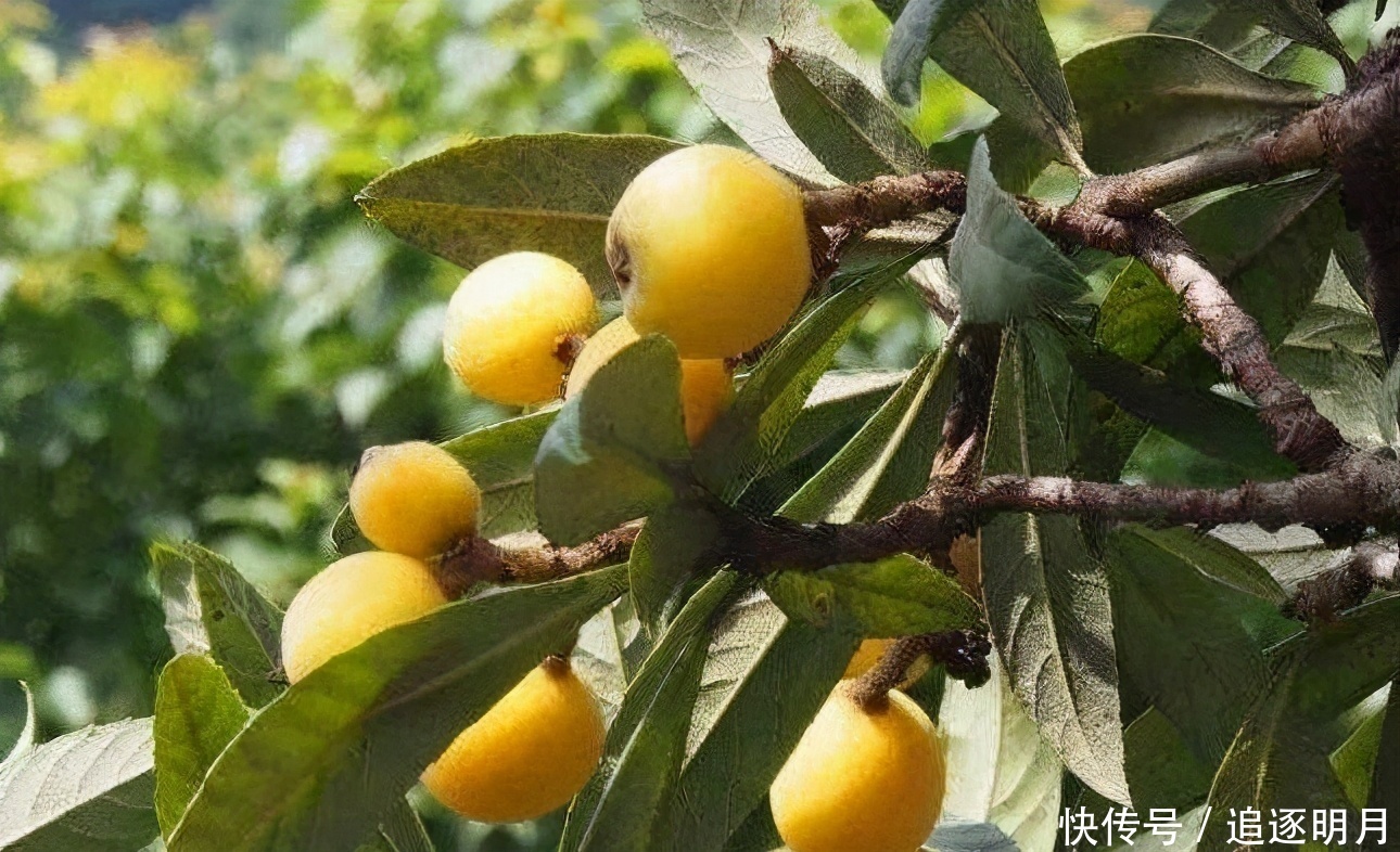 益气|人到中年适合常吃的3种食物,补血益气,延缓衰老,好处多多