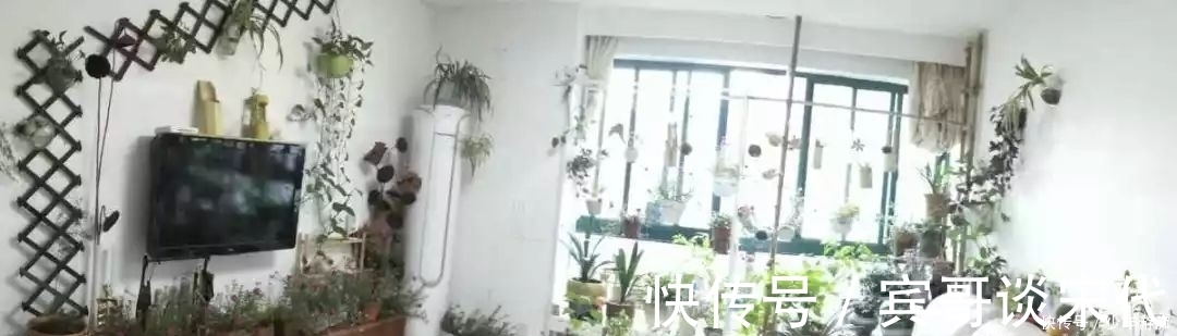 花园|养花技巧:客厅养一堆便宜花,一年四季开不停,没钱也能变花园!