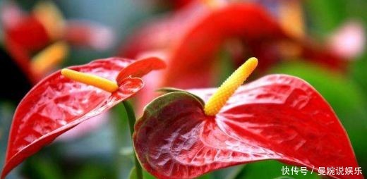 美极了|4种超好养的花,漂亮不输牡丹,年年开花,美极了