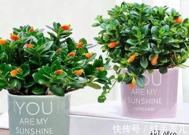 吊兰|早春养金鱼吊兰,做好这5件事,枝头开满“小金鱼”,好看又吉祥
