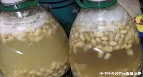 君子兰|君子兰“离不开”2种水,1年换着“浇”,冒“白根”、开花多