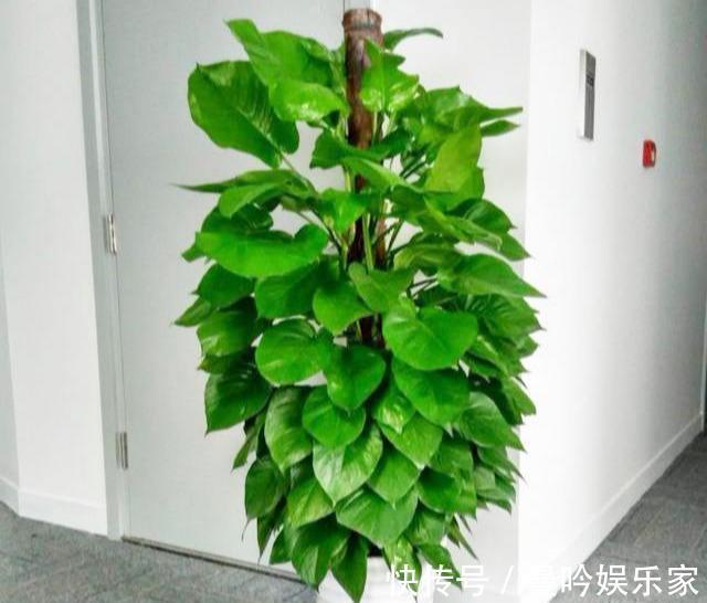 绿萝养烦了那就养大叶绿萝,叶子巴掌大,绿的像打蜡,特好养