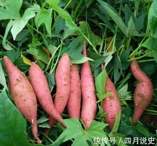 营养物质|最适合秋天吃的3种食物,营养丰富,延缓衰老,早吃早好!