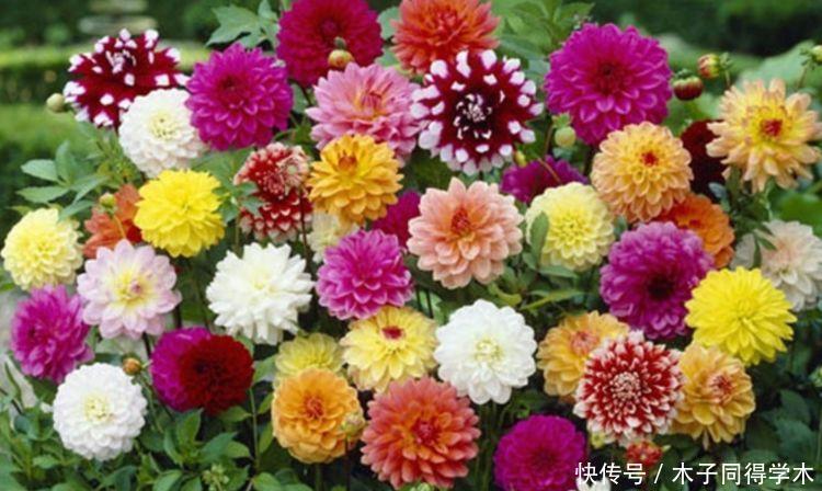 仙气飘飘的4种花,迷人的花朵,开满整个花盆