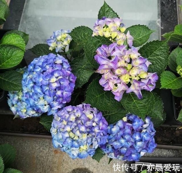 鸡蛋壳|自己制作养花肥料,没那么难,三样东西到处都是,养花不错