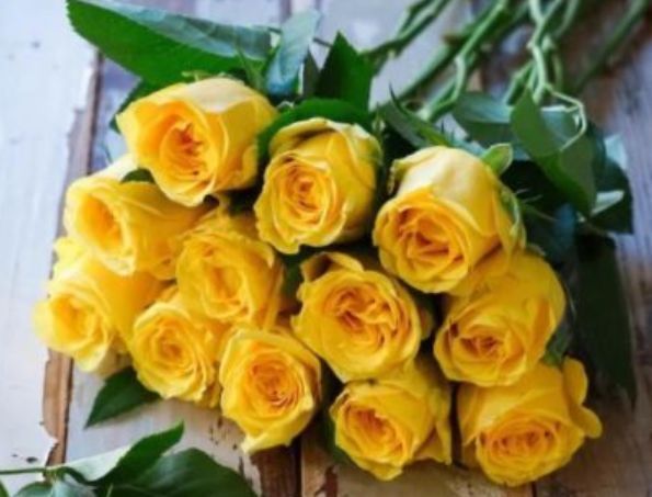 喜欢菊花,不如养盆“优良玫瑰”金香玉,花开金碧辉煌,高贵优美