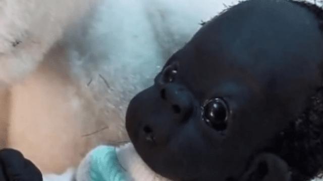 我们的生活|那个一出生黑成“球”的黑宝宝,过去5年了,他变成啥样子了