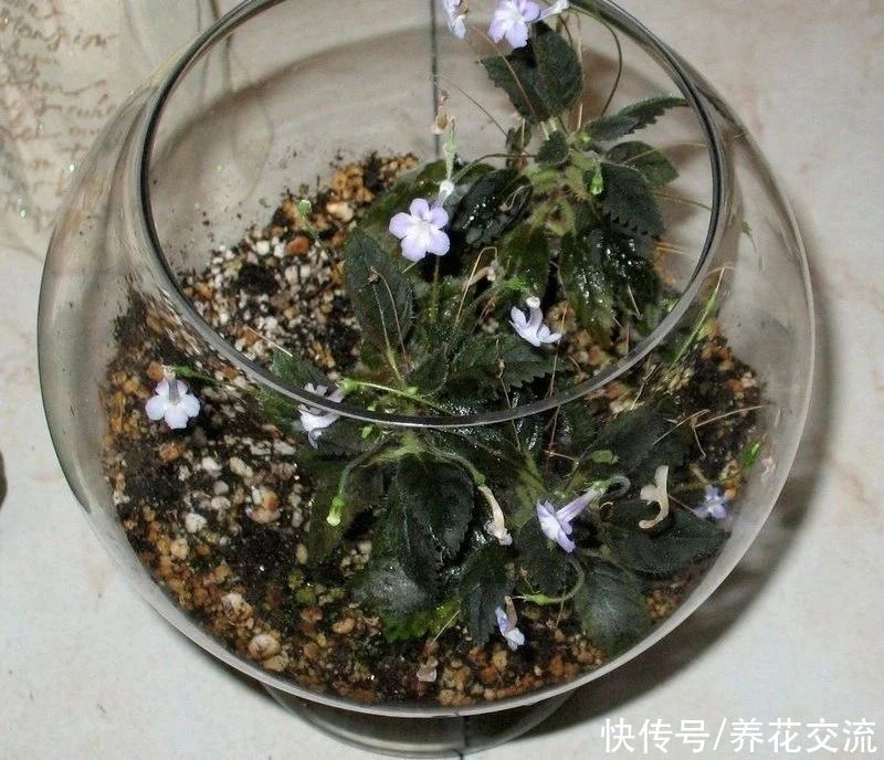  植物|耐阴室内开花植物“大家族”，低光照可开花，植株小巧，适合新手