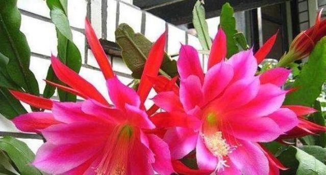 3种花养家里,旺运又旺财,聪明人都在养,你家有吗