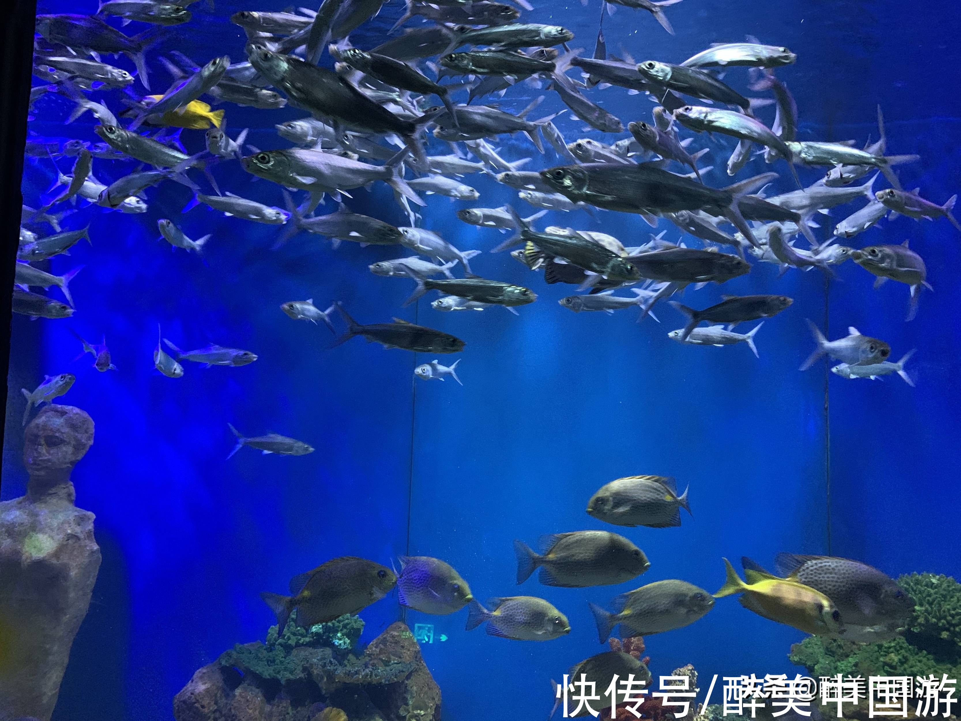 海洋生物|探访北海海底世界，海洋生物丰富，适合全家出游