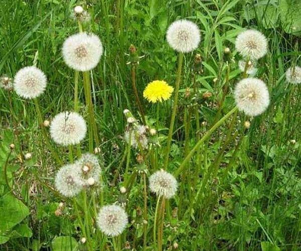 农村|农村田里的4种“救命草”，杀菌消炎、解毒防癌，谁吃谁“长寿”