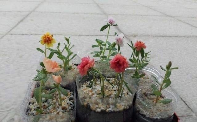 这6种花不用花钱买,随便切一刀撒到盆里,落地生根,变出很多盆