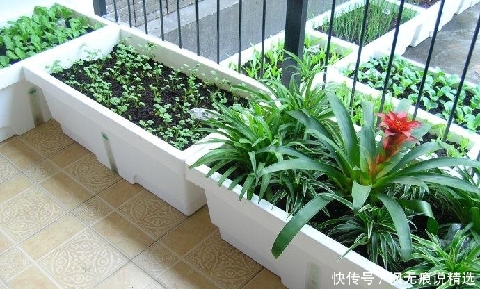“大阳台房”鸡肋？才不会，看我老婆种的花草、蔬菜，邻居都吃腻