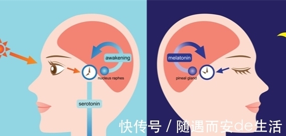 22个冷知识：为什么刚想入睡，就会产生尿意