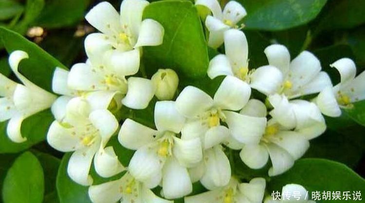 漂亮|几种花养家里，开花漂亮开不断，色娇艳香气浓，空气清新健康来