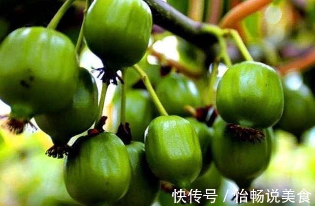 免疫力|老人常吃这3种食物,补充营养有益健康,提高自己免疫力