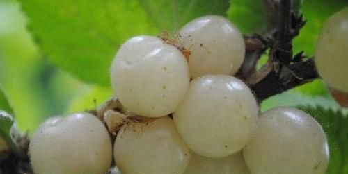 气血不|它被称作的“树上珍珠”,是补血之王,气血不足的人要多吃!