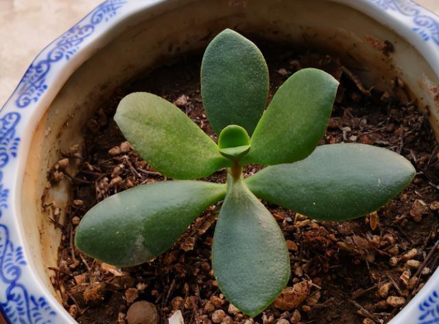 冬天也可以扦插玉树,成活率高,生根特别快,很快就能繁殖一大片