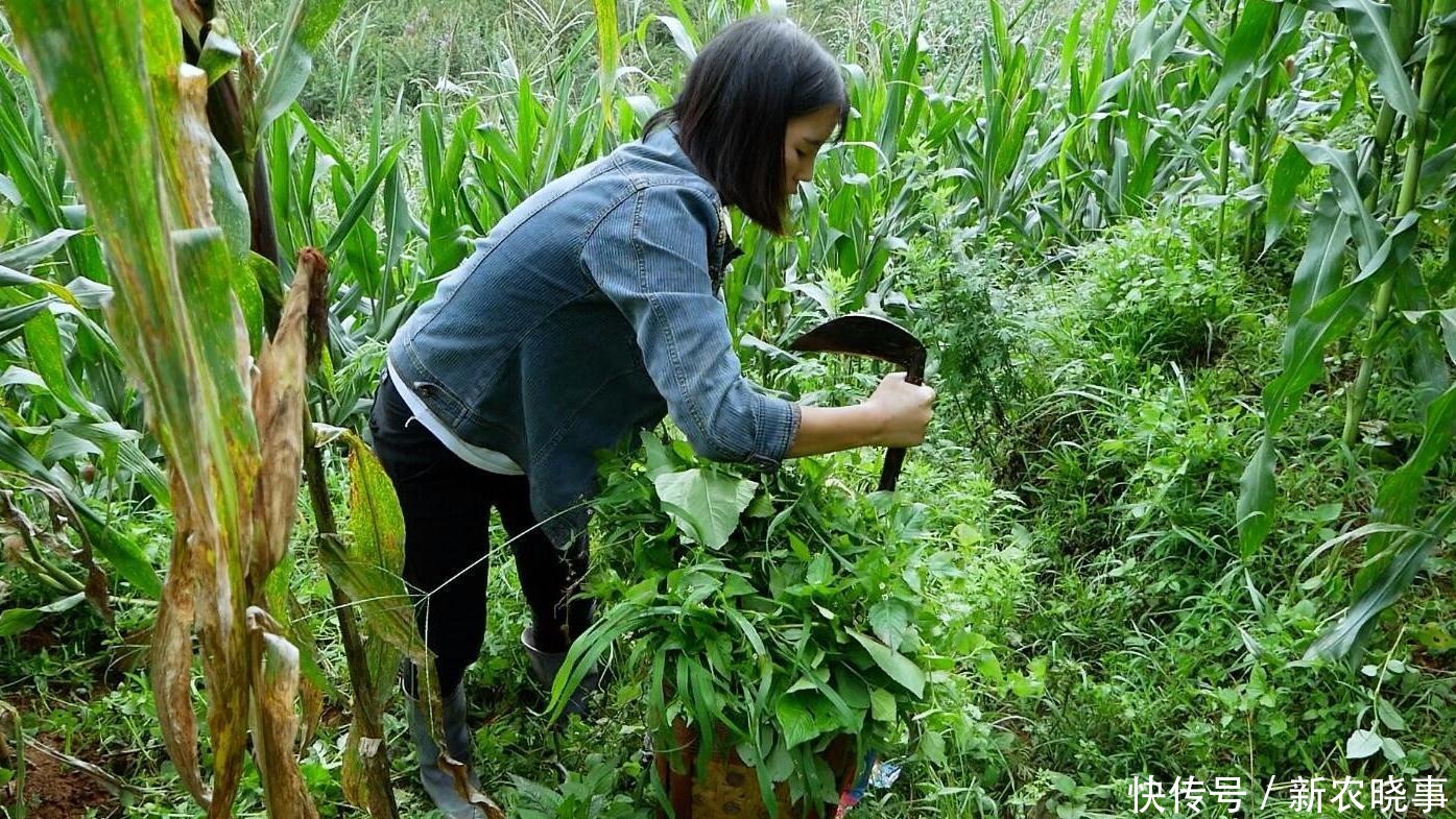 盘点那些年割过的6大猪草：以往没钱也不想吃，如今1盘菜几十元