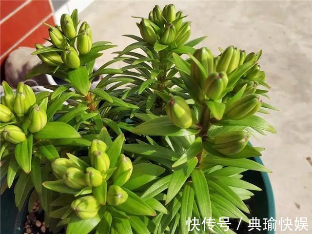 百合花|养百合花真上瘾，长的快、开花多，寓意还好，每个品种都想养！