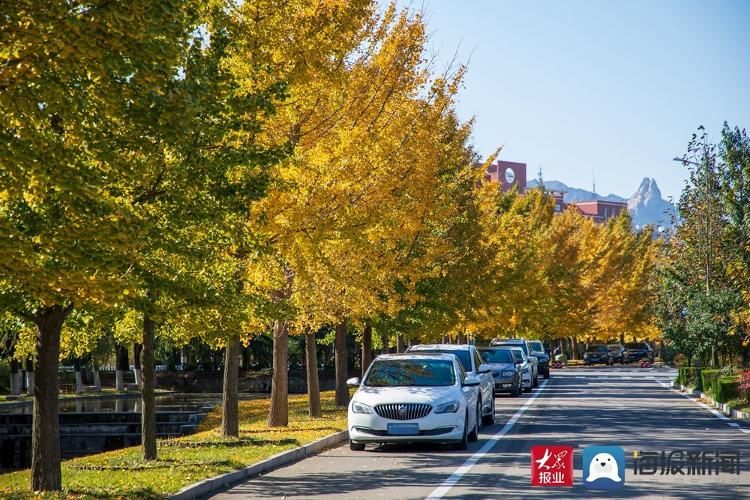 美景|满目金黄 实拍山东科技大学醉人美景