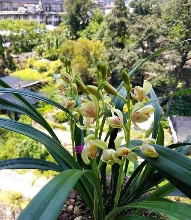 花卉|花盆里埋点“它”，不烂根，不黄叶，杀菌消毒还透气，根壮花还旺