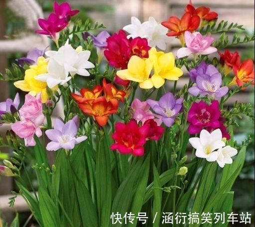 最值得养的花,种植容易,漂亮不输牡丹玫瑰,四季开花,花香四溢