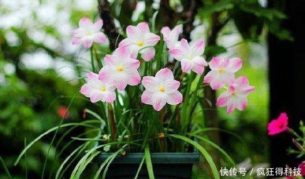 这3种花不开花像野草,很多人都以为是野韭菜,开花后令人惊喜