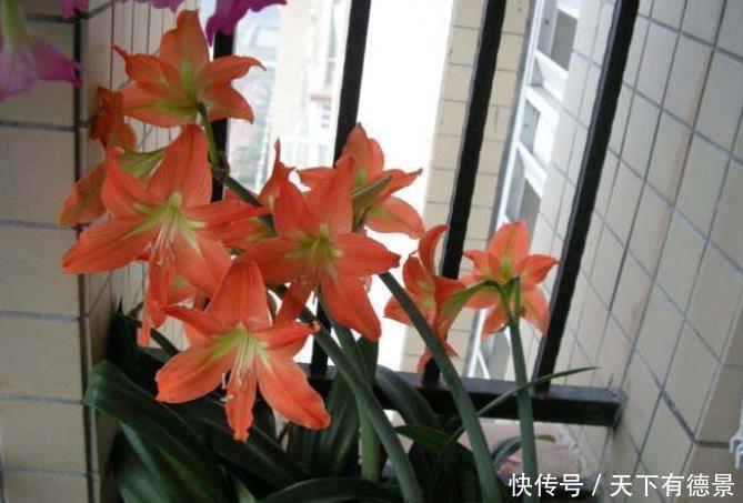 想养朱顶红,避开“2个坑”,买到对版的,年年能开花