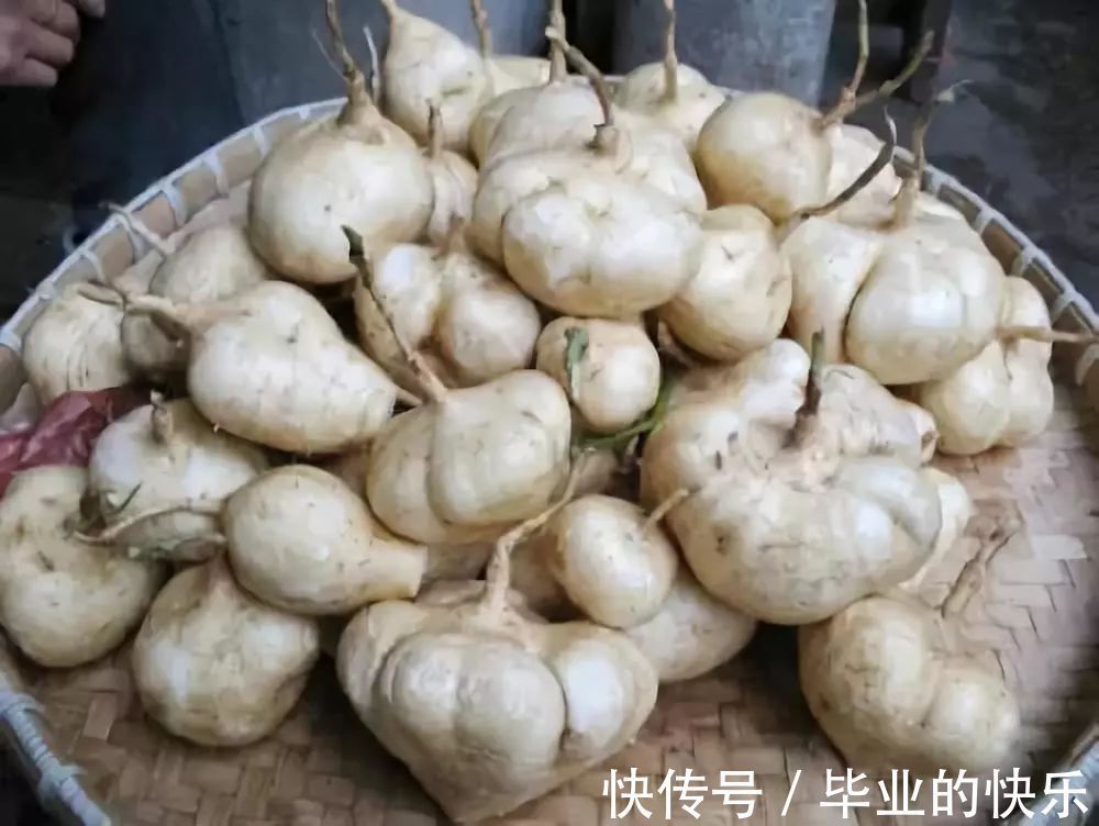 葛薯|梧州这种土货正大量上市!你有多少年都没吃过了?