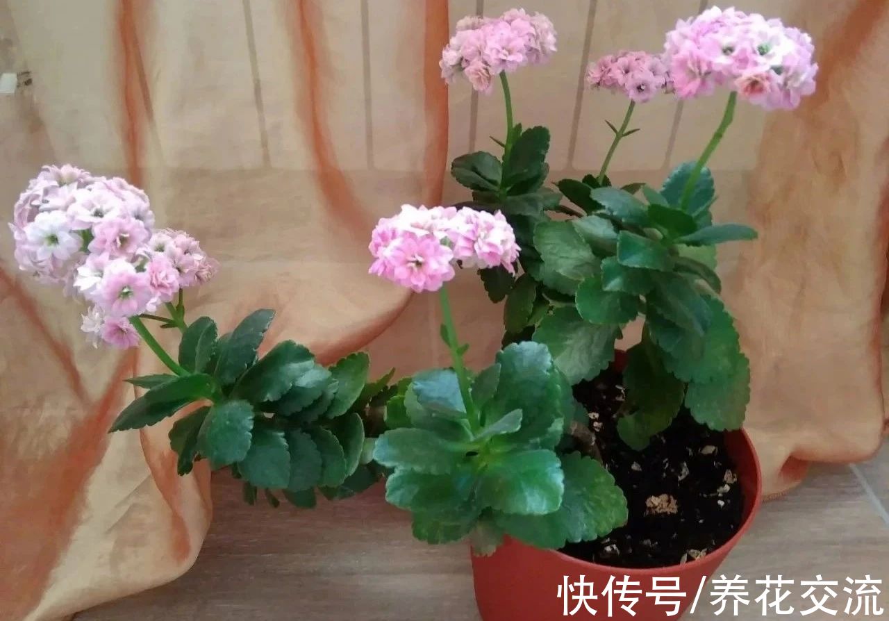 盆栽|好养且容易开花的多肉长寿花，阳光不足可真养不好它