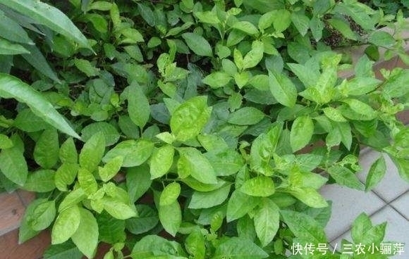 保健|农村一种“还阳草”,嫩叶是保健蔬菜,如今被广泛种植,10元一斤